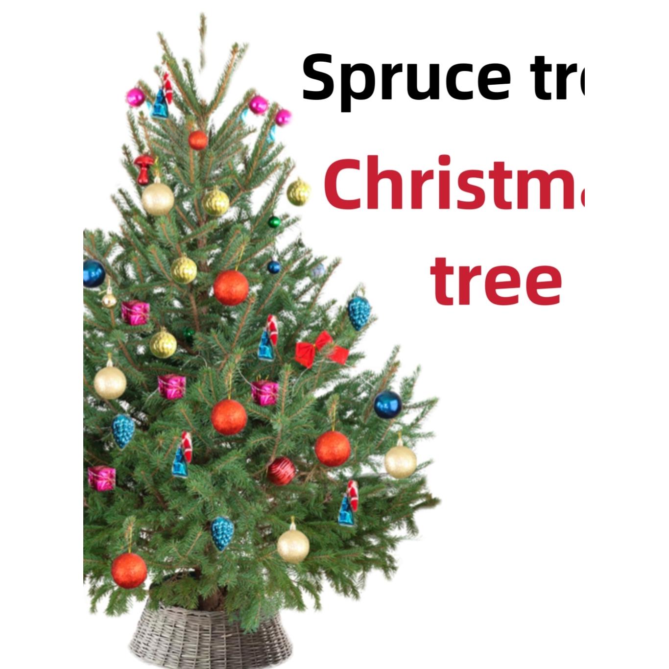 Spruce Tree Christmas tree Every tree has life Potted Plant