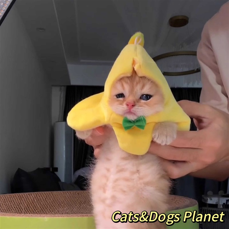 速发香套猫幼猫意蕉迷你搞怪脖圈小奶狗创头服装配饰摆拍道具