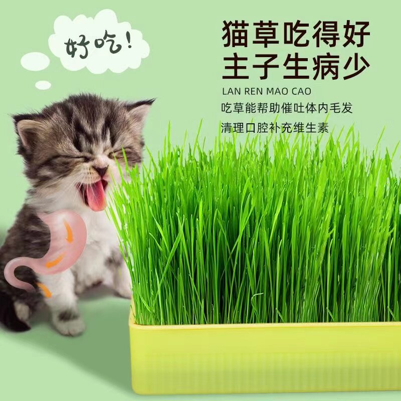 速发猫化盆栽懒人猫猫育苗盘无土水培草毛草猫薄荷自已种好幼草咪