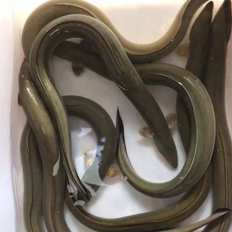 千岛湖河鳗鱼白鳝鱼整条包活到家水产鳗鱼新鲜500g|