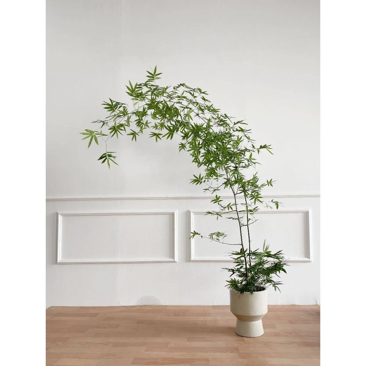 老桩小叶簕竹桌面植物大型绿植盆栽禅意绿植室内客厅茶几侘寂风