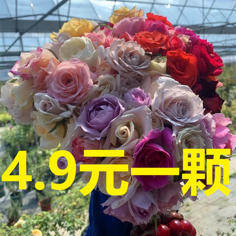 4.9元一棵月季花苗品种混发