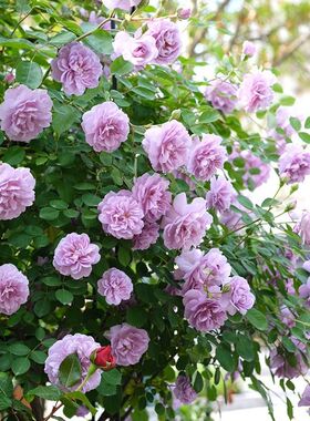 蓝色阴雨月季花苗四季盆栽玫瑰花开花特大花藤本花树爬藤小苗欧月