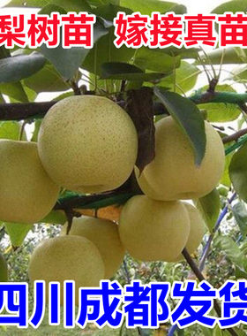 梨树果苗翠冠梨树丰水梨子树苖地栽嫁接苗当年结果梨树苗果树果苗