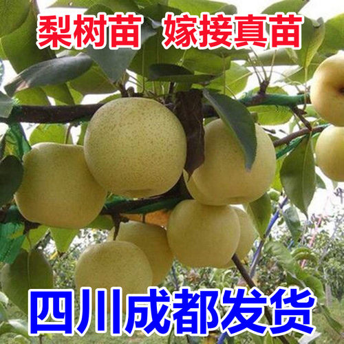 梨树果苗翠冠梨树丰水梨子树苖地栽嫁接苗当年结果梨树苗果树果苗