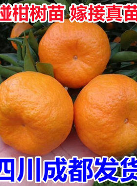 椪柑树苗南北方种植庭院地栽嫁接橘子果树苗盆栽嫁接桔子当年结果