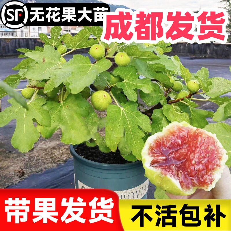 四川无花果树苗波姬红早黄金镶玉无花果庭院矮化带土带叶南北方种图片