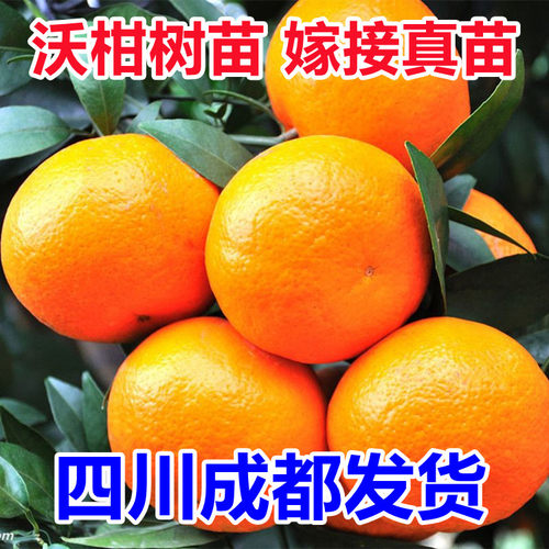 无核沃柑树苗新品种沃柑正宗橘子苗盆栽地栽嫁接桔子苗南北方种植