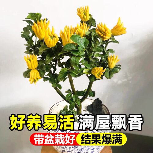 四川佛手树苗盆栽佛手柑盆景地栽可食用植物阳台庭院南北种植