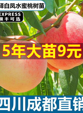 四川龙泉水蜜桃树果苗桃嫁接桃树苗盆栽地栽南方北方种植当年结果
