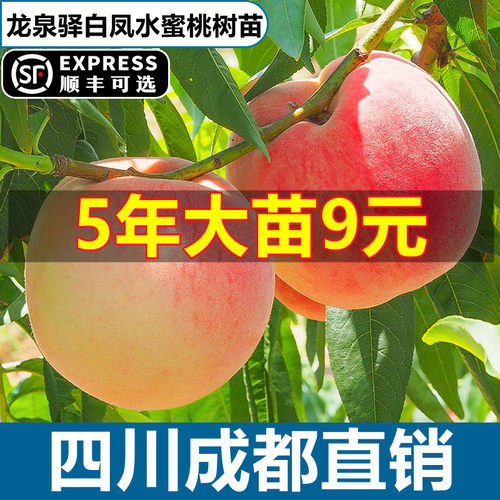 四川龙泉水蜜桃树果苗桃嫁接桃树苗盆栽地栽南方北方种植当年结果