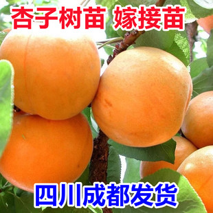 四川嫁接杏子苗大黄杏贵妃杏地栽盆栽阳台庭院南北方种植果树果苗