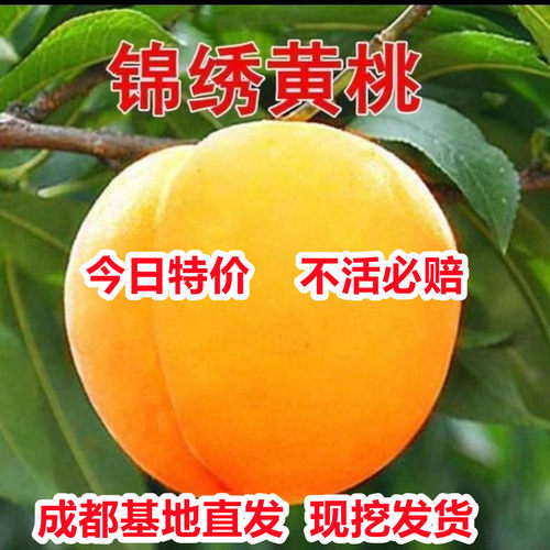 桃树苗黄桃树苗果树苗嫁接水蜜桃树苗早晚熟南北方种植当年结果
