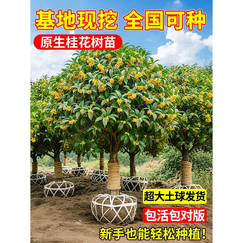 桂花树苗大树四季桂老桩庭院金桂八月桂室外种植别墅地栽花卉绿植