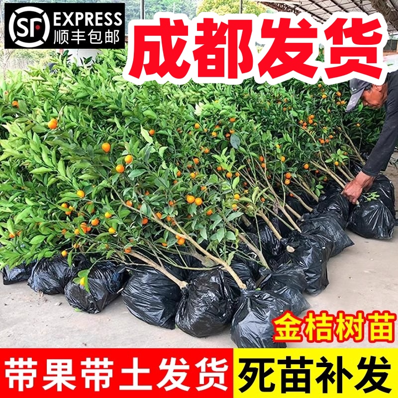 四川金桔带果树苗脆皮四季金桔观赏食用盆景室内外盆栽地栽庭院种
