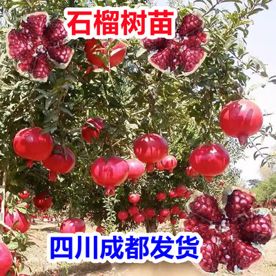 石榴树树苗突尼斯软籽苗带土无籽蒙自甜石榴南北方种植盆栽果树苗
