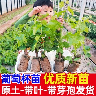 四川葡萄阳光玫瑰树苗巨峰克伦生葡萄大苗盆地栽地栽庭院种植