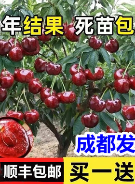 四川低海拔车厘子树苗樱桃树大樱桃苗南方种植盆栽庭院果树果苗