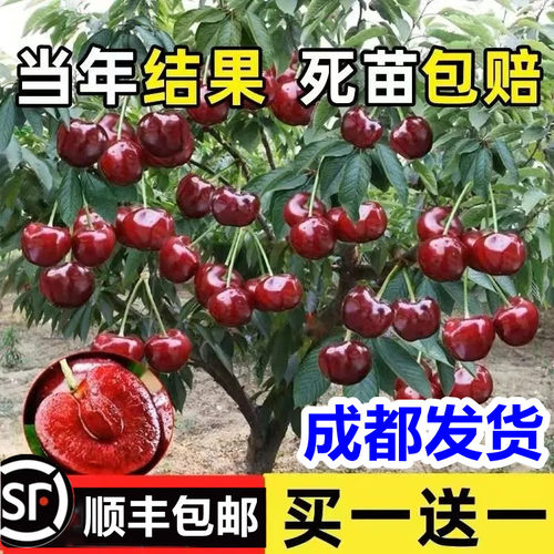 四川低海拔车厘子树苗樱桃树大樱桃苗南方种植盆栽庭院果树果苗