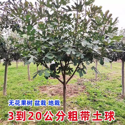 四川无花果大苗果树树苗特大果波姬红格莱斯南北方阳台庭院种植