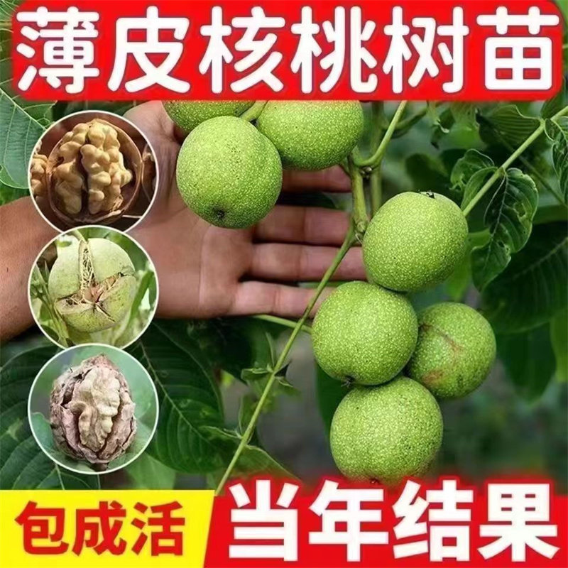 四川纸皮核桃树苗果苗新疆185南北方庭院地栽盆栽嫁接薄壳8518图片