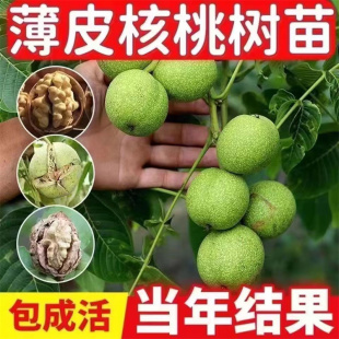 四川纸皮核桃树苗果苗新疆185南北方庭院地栽盆栽嫁接薄壳8518