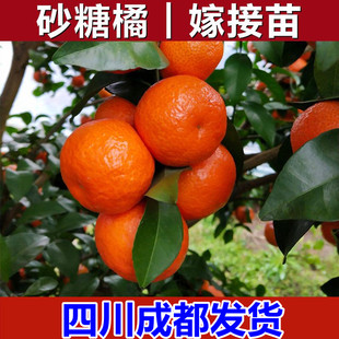 沙糖桔子树苗地栽盆栽阳台庭院嫁接橘子柑桔果树果苗南北方种植