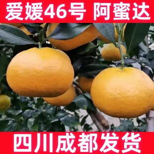 果树苗爱媛46号柑橘苗阿蜜达苗嫁接橘子苗新品种果苗南北方种植
