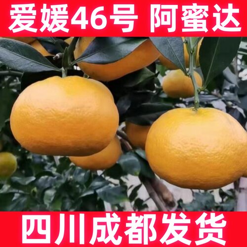 果树苗爱媛46号柑橘苗阿蜜达苗嫁接橘子苗新品种果苗南北方种植