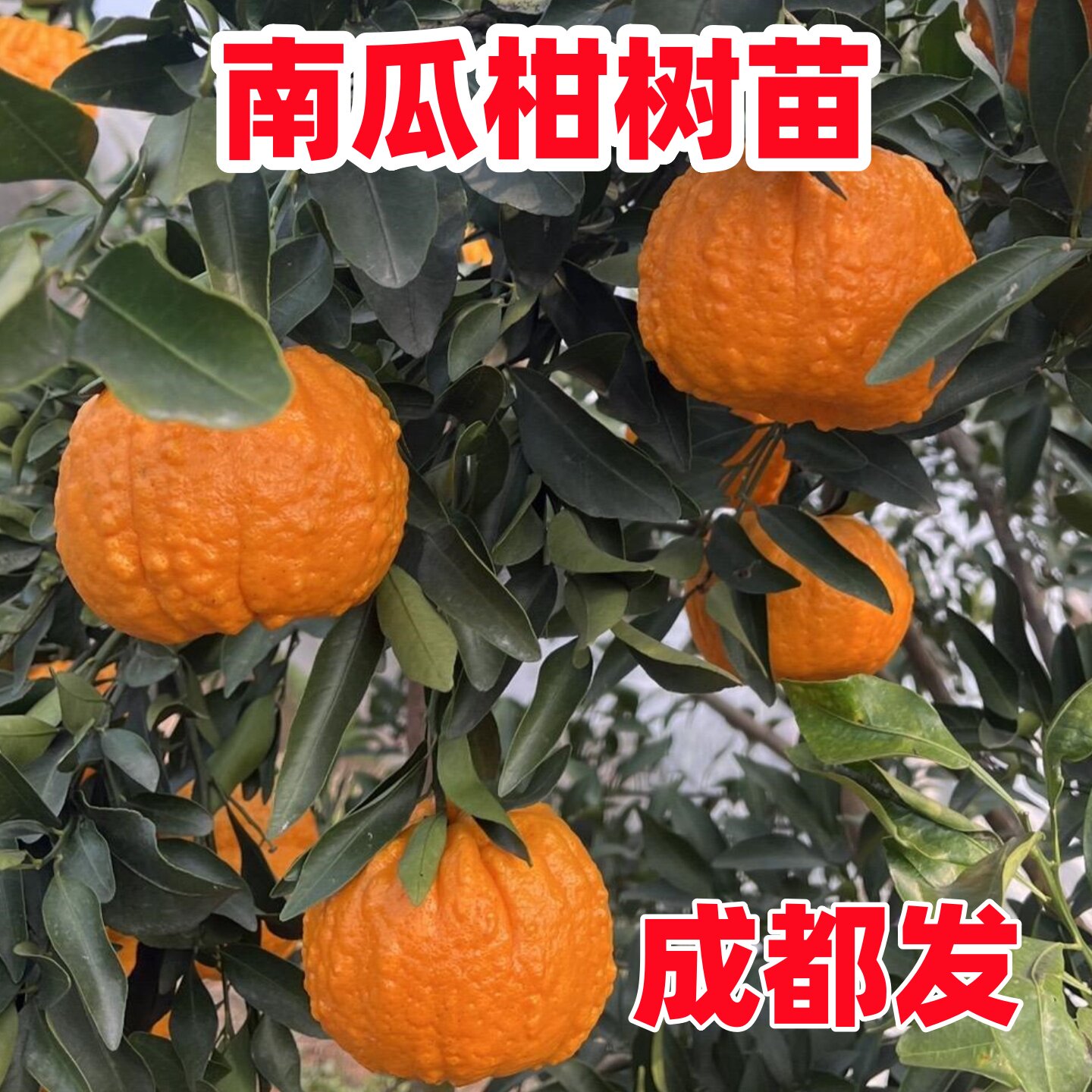 四川南瓜柑橘苗南瓜蜜橘树苗柑橘苗盆栽地栽南北庭院种植果树果苗,鲜花速递/花卉仿真/绿植园艺,果树,淘宝优惠券,粉丝福利购,淘宝优惠卷