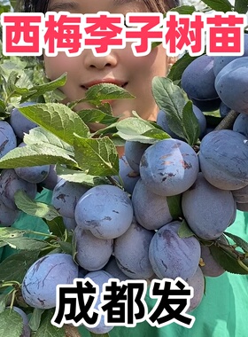 四川西梅李子树苗西梅女神皇后法兰西李子树盆栽地载当年结果