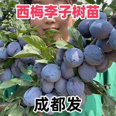 四川西梅李子树苗西梅女神皇后法兰西李子树盆栽地载当年结果
