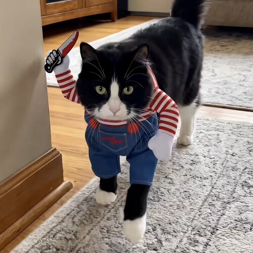 小猫小狗拿刀衣服万圣节cos服装