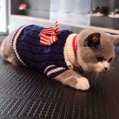 猫咪衣服秋冬保暖英短美短布偶蓝猫幼猫无毛猫网红毛衣宠物小猫猫