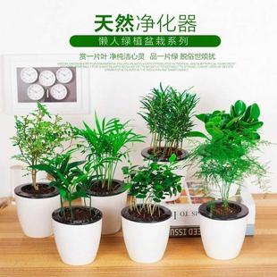Green plant ornaments small potted plants real flowers