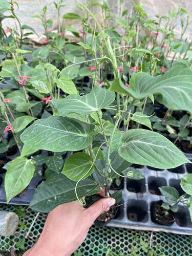 新品改良特大果子高产抗病春秋季