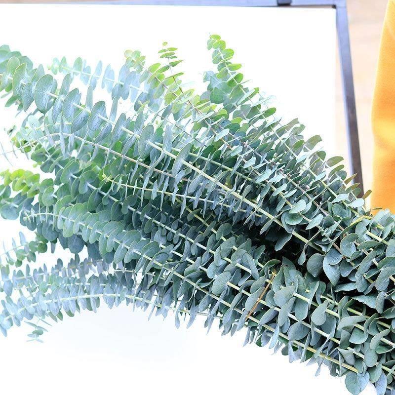 Eucalyptus leaf dry flower bouquet of green plant