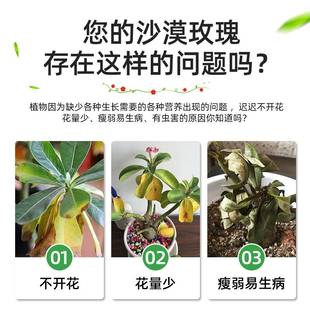 沙漠玫瑰专用肥沙漠玫瑰花肥富贵花开花土玖瑰营养液什么肥料爆花