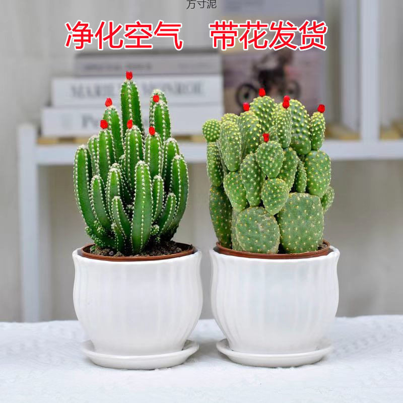 聚财山多肉植物仙人掌盆栽客厅绿植花卉室内办公室桌面好养