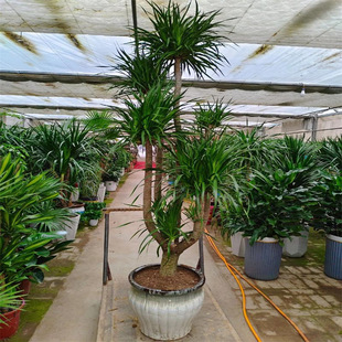 龙须树盆栽大型客厅多头绿植办公室内龙血树造型小苗带土老桩盆景