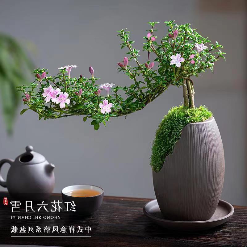 红花六月雪盆景悬崖老桩花卉办公