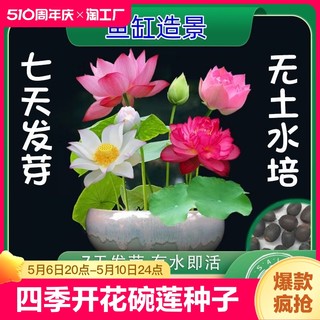 四季开花碗莲种子水培植物花卉室内水养藕苗荷花睡莲盆栽客厅室外