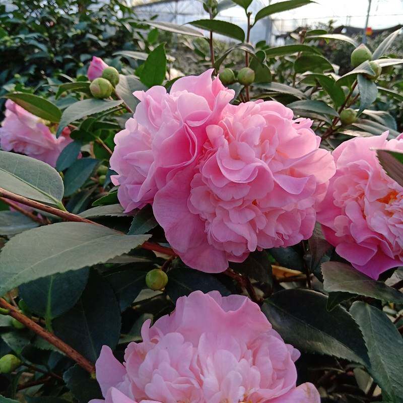 香妃茶花盆栽浓香型粉色生长期烈香开花带香阳台庭院耐寒粗壮好养