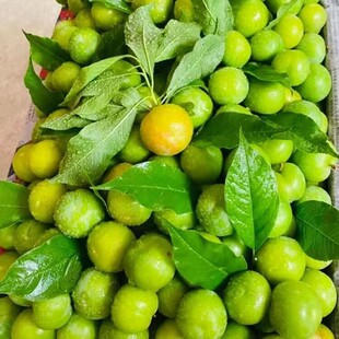 钱排早熟三月李酸脆李子当季青李孕妇当季新鲜水果三华李珍珠李