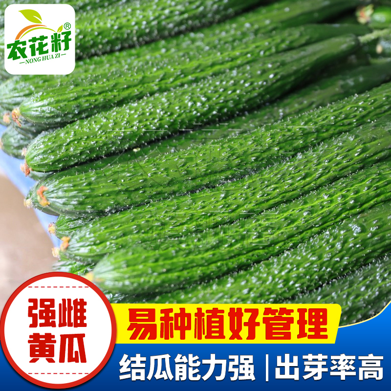 强雌黄瓜种籽高产本地带刺绿心黄瓜种子大全水果瓜果阳台蔬菜种