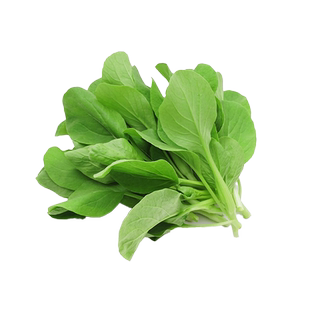 鸡毛菜种子籽种四季速生上海青鸡毛菜种孑小青菜蔬菜种孑大全盆栽