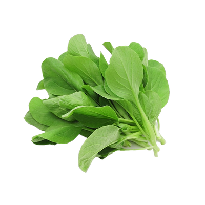 鸡毛菜种子25天就可以采收