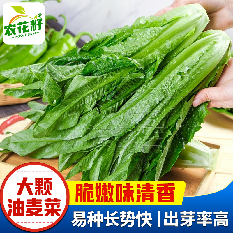 大颗甜脆油麦菜籽种子四季播青菜种籽阳台盆栽籽种蔬菜孑菜种大全-封面