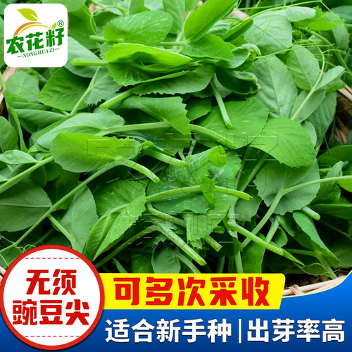 豌豆苗种籽子豌豆种籽尖芽苗菜种孑秋季种植碗豆种吃苗青菜蔬菜籽