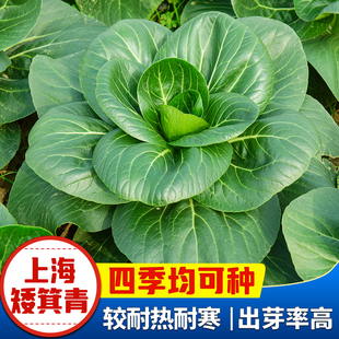 四季矮脚上海青种籽大叶上海青油菜籽大头菜耐热家庭盆栽蔬菜种孑